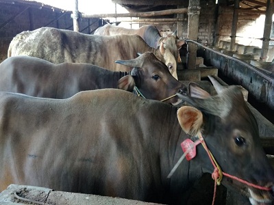 PENGGEMUKAN SAPI POTONG DI KECAMATAN BATANGHARI NUBAN KAB. LAMPUNG TIMUR