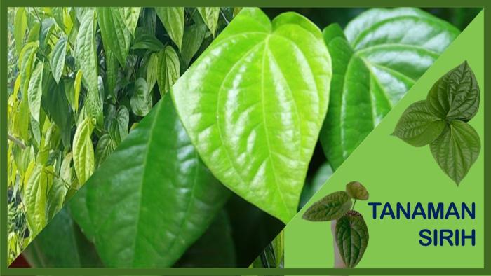 Teknologi Budidaya dan Beragam Manfaat Tanaman Sirih