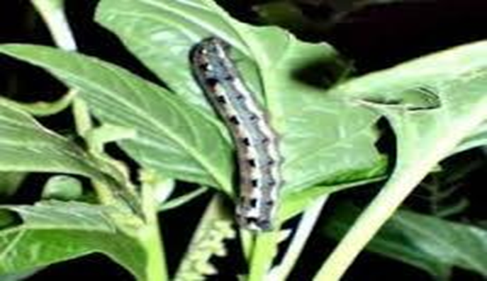 PERTANIAN PADI ORGANIK