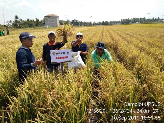 Teknik Pengubinan Jajar Legowo pada Tanaman Padi