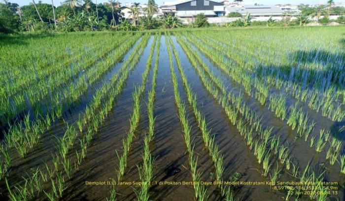 BUDIDAYA PADI SISTEM JAJAR LEGOWO 