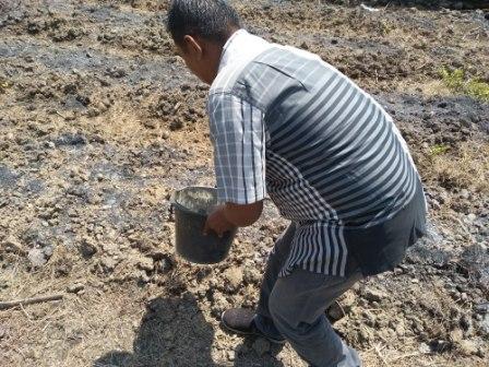 Pemupukan Tanaman Jagung