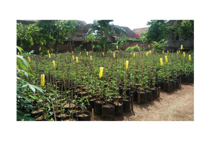Prinsip Pengendalian Opt  Pada Agribisnis Tanaman Cabai