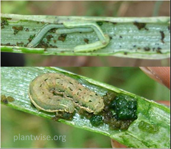 ALUR PROSES PEMBENIHAN CENGKEH