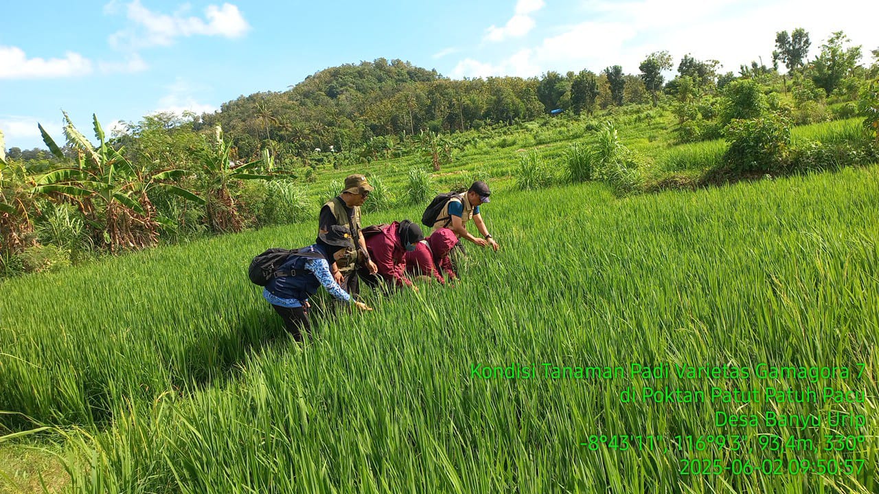 Budidaya Varietas Padi Unggul Gamagora 7, Dukung Kedaulatan Pangan Di Lombok Barat 