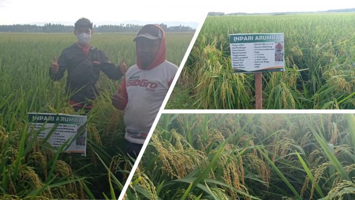 MENGENAL INPARI ARUMBA PADI MERAH KAYA ANTIOKSIDAN