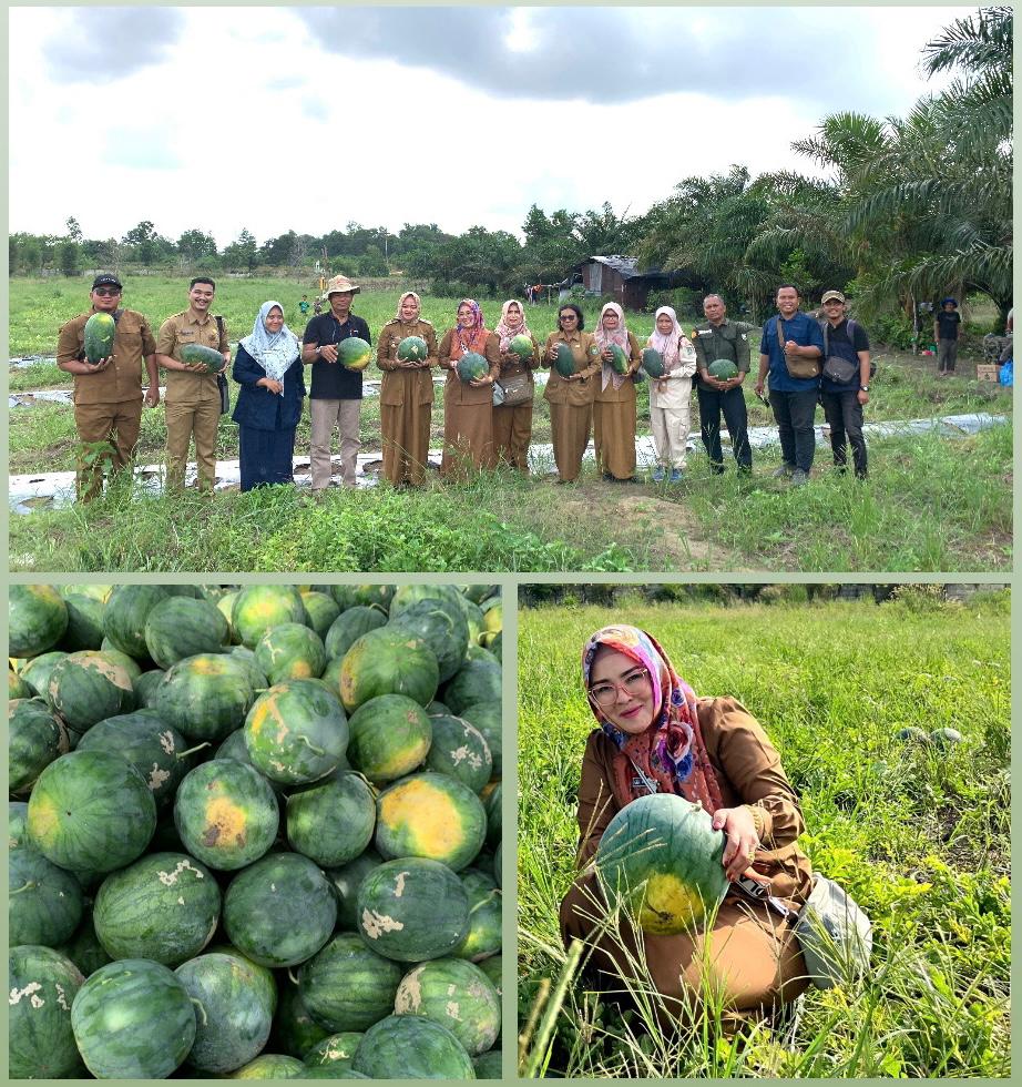 BPP KECAMATAN MANDAU BERSAMA KELURAHAN AIR JAMBAN DUKUNG PETANI KEMBANGKAN POTENSI TANAMAN SEMANGKA