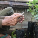 Teknik Perbanyakan Tanaman Lengkeng Dengan Sambung Pucuk