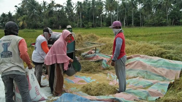 DEMONTRASI PLOT (DEMPLOT) PASCA PANEN