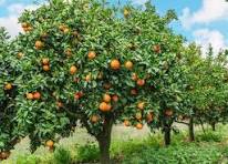 KENALI SNI JERUK KEPROK (CITRUS RETICULATA)