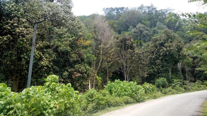 Penyakit Mati Meranggas Pada Tanaman Duku