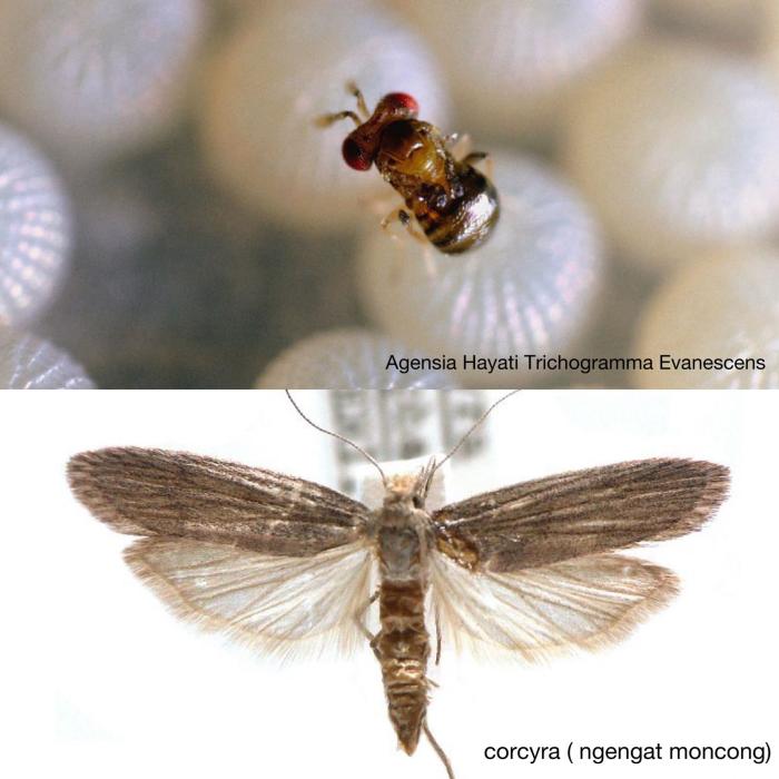 PERBANYAKAN AGENSIA HAYATI TRICHOGRAMMA EVANESCENS