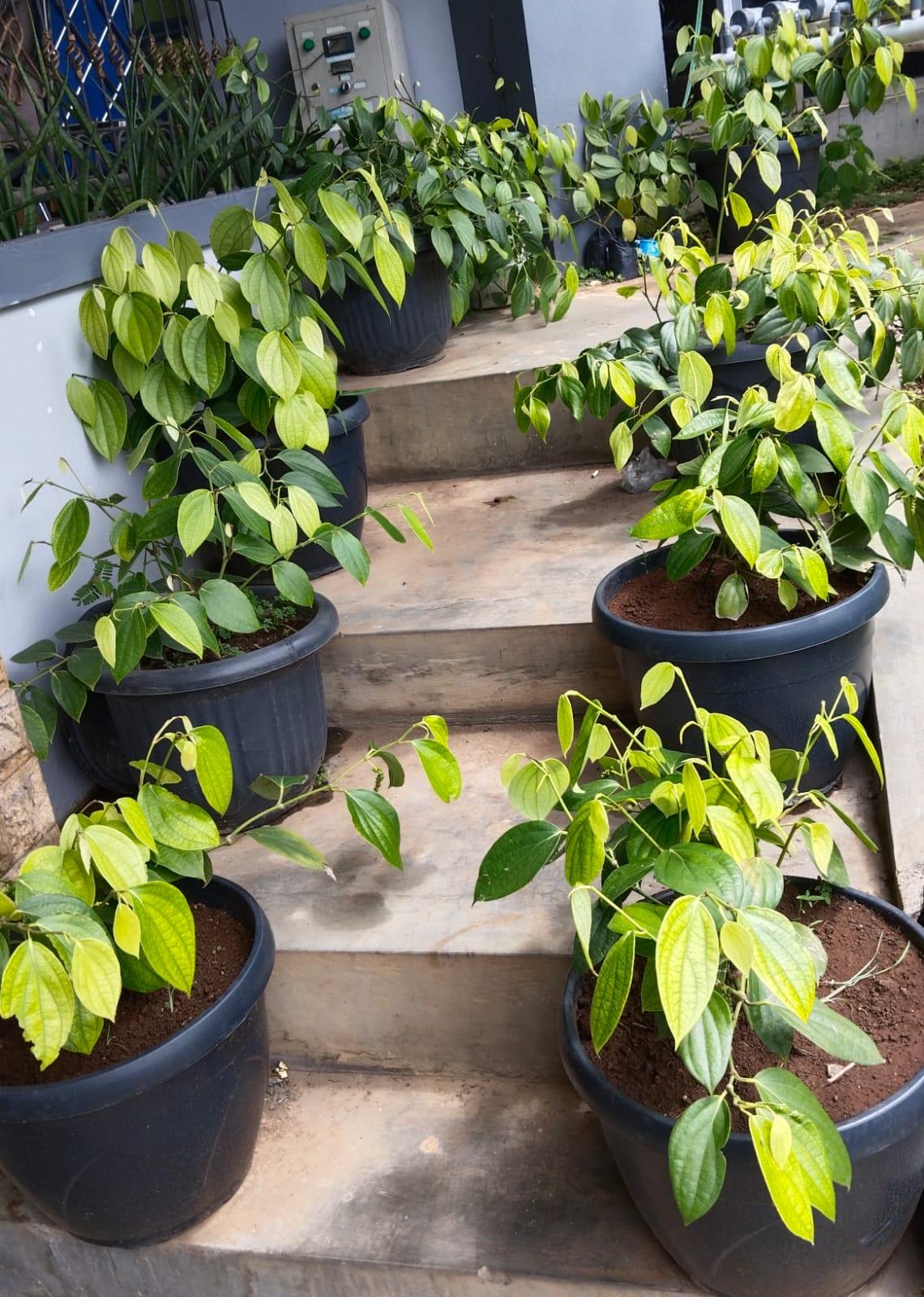 STANDAR MUTU LADA HITAM SNI 0005 : 2013