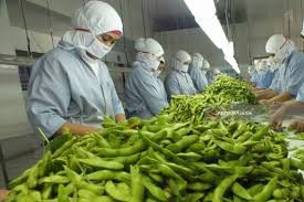 PELUANG EKSPOR EDAMAE SESUAI STANDART OPERASIONAL PROSEDUR (SOP)