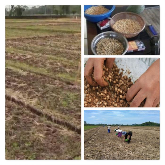Pengembangan Kedelai di Lahan Sawah Kelompok Tani Sri Mekar Dusun Jeblogan, Desa Jeblogan, Kecamatan Paron Kabupaten Ngawi