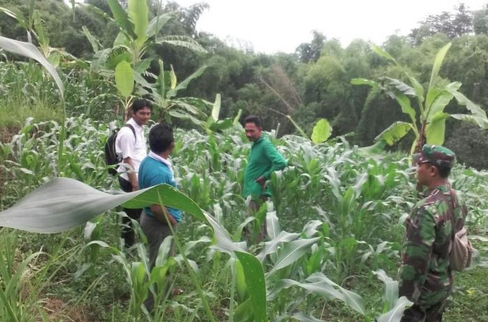 PENYAKIT BULAI  PADA TANAMAN JAGUNG