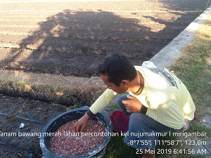 PERLAKUAN BENIH BAWANG MERAH UNYUK MENCEGAH PENYAKIT LAYU FUSARIUM