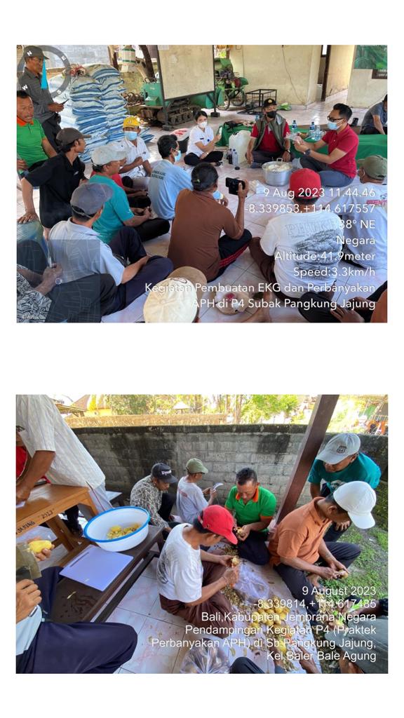 Pelatihan Perbanyakan Agensia Pengendali Hayati Trichoderma Dan Pembuatan Media Ekstrak Kentang Gula Di Subak Pangkung Jajung