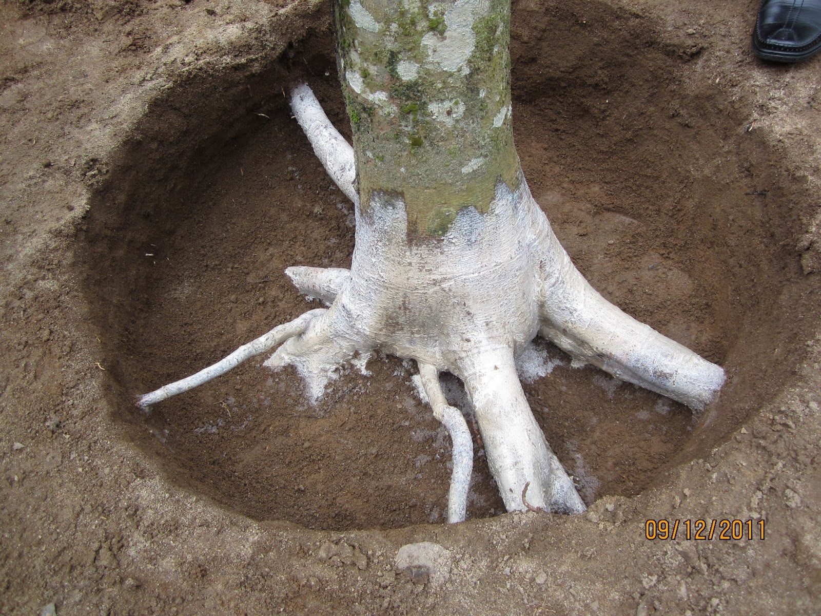 Penggunaan  Varietas Unggul Yang Tepat dan bersertifikat , Akan Tingkatkan Produksi Beras