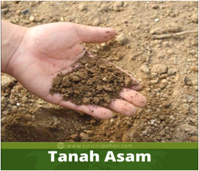 Cara Mengatasi Tanah Masam Agar Tanaman Kita Dapat Tumbuh Sesuai Yang Diinginkan 