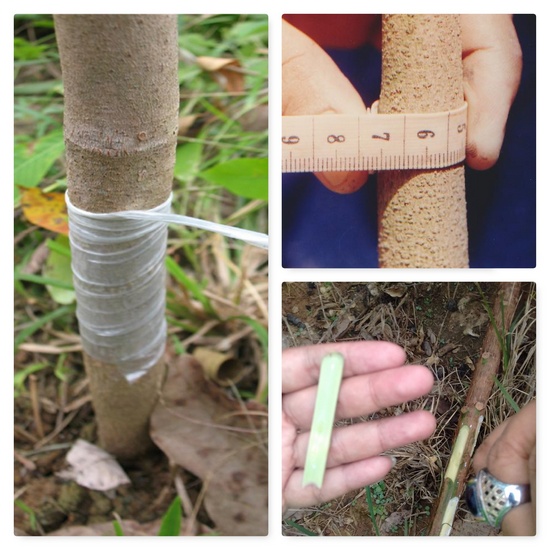 PENGADAAN BENIH KARET UNGGUL DAN BERMUTU MELALUI OKULASI