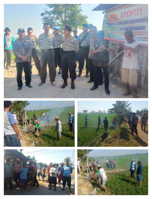 pengendalian hama tikus di kelompok tani tani sentosa  desa paron kecamatan paron kabupaten ngawi