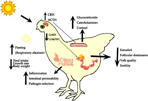 Heat Stress Pada Ternak Unggas