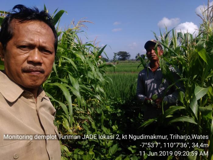 Turiman Kedelai Jagung Untuk Intensifikasi 
