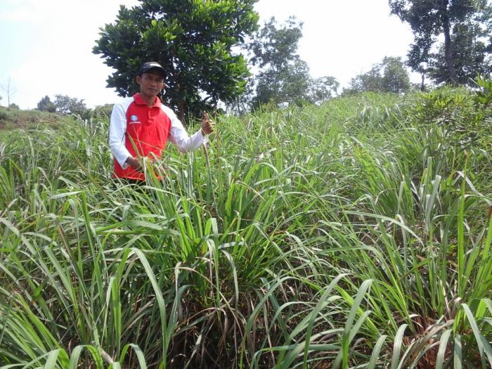BUDIDAYA SERAI WANGI