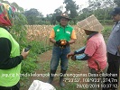 Panen jagung hibrida di kelompok tani gunungganas desa cilolohan kec.tanjungjaya 
