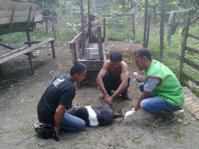 Pengendalian Penyakit Tympani Pada Ternak