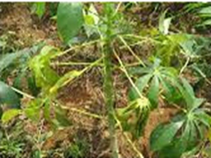 PENGENDALIAN PENYAKIT LELES/BUSUK AKAR (Root Rot Disease) PADA TANAMAN UBIKAYU 