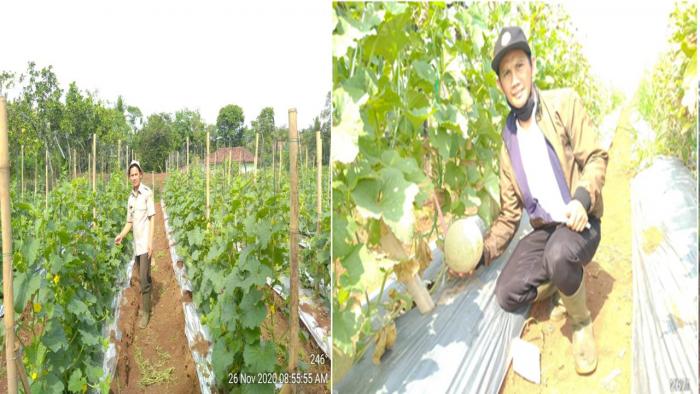 PENGELOLAAN TANAH PADA TANAMAN MELON DAN MANFAAT KANDUNGAN GIZI MELON BAGI TUBUH MANUSIA