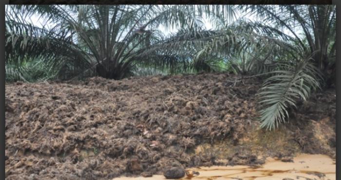 MEMBUAT KOMPOS DARI LIMBAH TANDAN KOSONG KELAPA SAWIT
