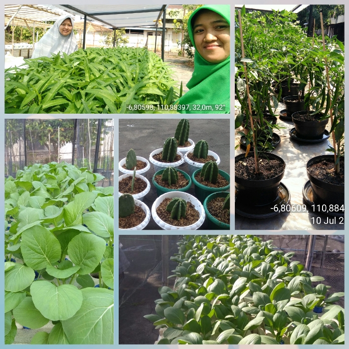Berkah Urban Farming, Emak-emak Di Rumah Kebanjiran Rezeki