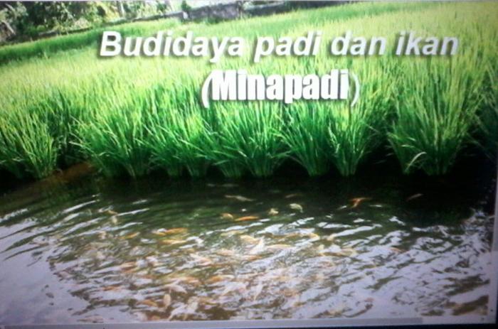 TEKNOLOGI MINA PADI