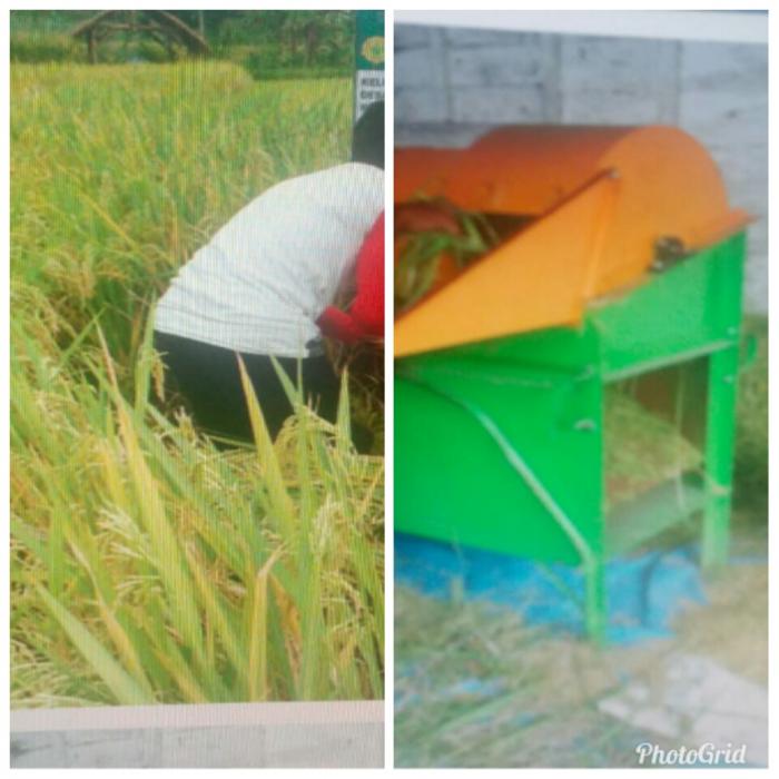 PENANGANAN PANEN DAN PASCA PANEN PADI