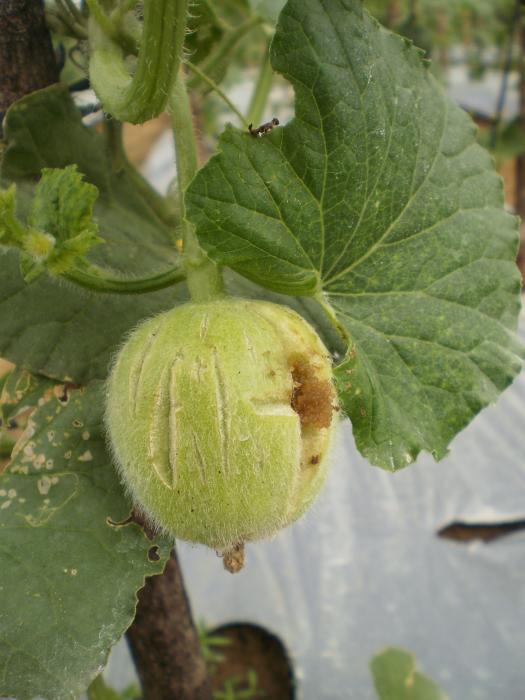 PENGENDALIAN HAMA UTAMA TANAMAN MELON (Cucumis melo, L)
