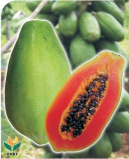 Budidaya Buah Pepaya (carica Papaya)