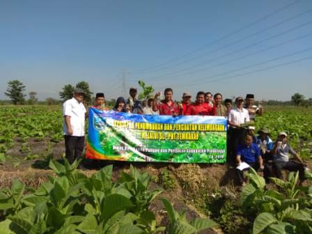 Sl Ã¢â‚¬ Pht Tembakau Mendukung Peningkatan Produksi Daun Mas