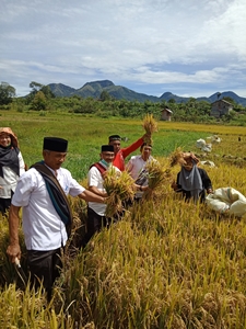 Demonstrasi   Panen Padi Tradisional   