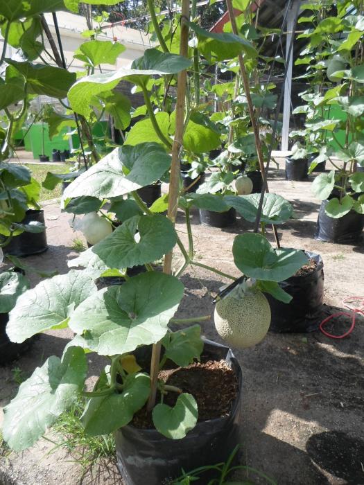 Pemanfaatan Pekarangan dengan Bertanam Melon dalam Pot