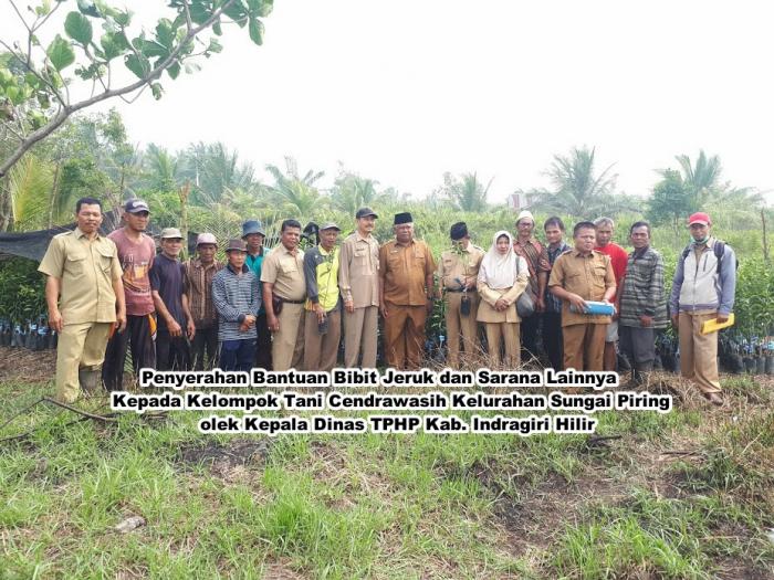 PENANAMAN JERUK MANIS DI LAHAN KELOMPOK TANI CENDRAWASIH KELURAHAN SUNGAI PIRNG KECAMATAN BATANG TUAKA TAHUN 2019.