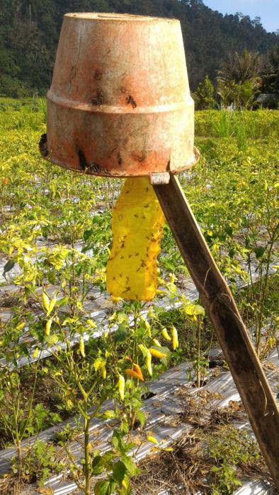 PENGGUNAAN LIKAT KUNING SEBAGAI PERANGKAP LALAT BUAH PADA CABE RAWIT