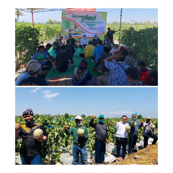 PANEN MELON ALA PETANI MILENIAL SITUBONDO