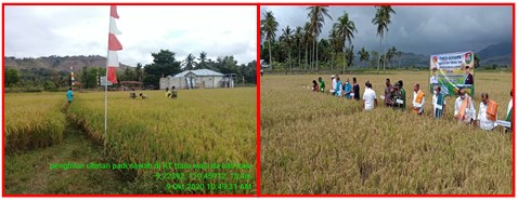 KEGIATAN PANEN BERSAMA KOMODITI PADI SAWAH  OLEH GUBERNUR NUSA TENGGARA TIMUR