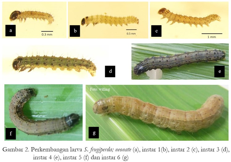 Ulat Garayak (Spodoptera Frugiperda) Hama Utama Pada Tanaman Jagung 