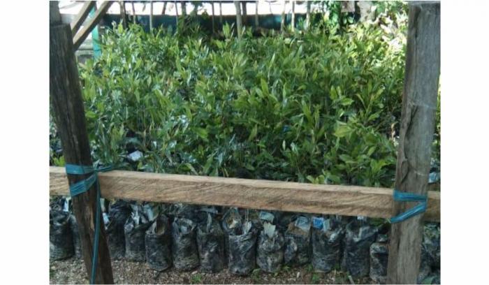 PENGENDALIAN PENYAKIT BULAI  PADA TANAMAN JAGUNG