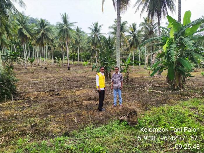 Teknik Pemangkasan Tanaman Kakao