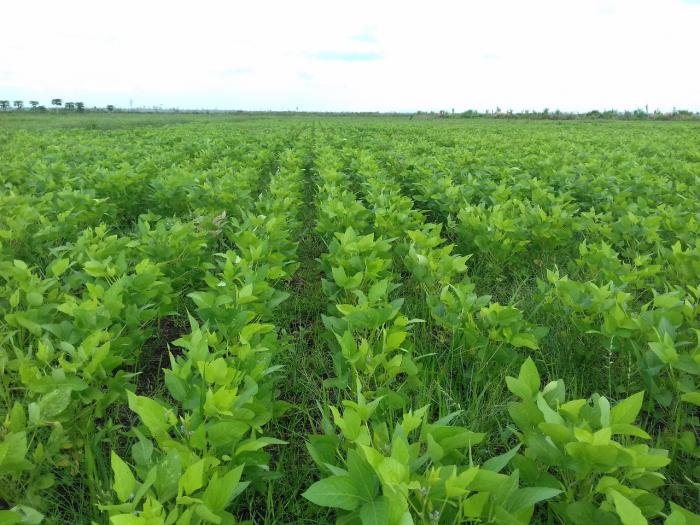 TEKNOLOGI PRODUKSI KEDELAI DI LAHAN SAWAH